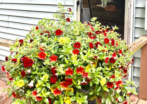 Cabin #4 – Riveria